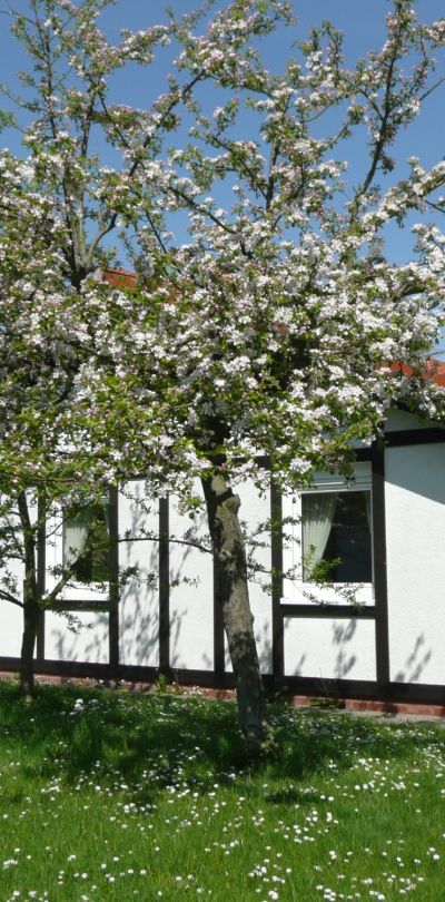 ferinehaus kogge