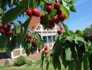 ferienhaus elbstar feriendorf altes land elbe