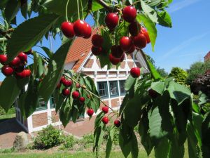 ferienhaus elbstar feriendorf altes land elbe