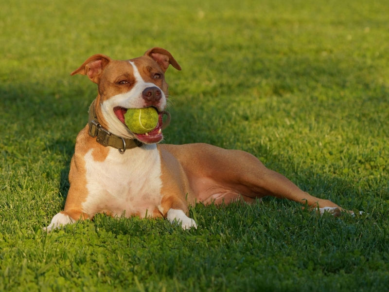 Dogstation und Tierarzt in Stade