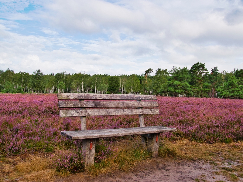 Lüneburger Heide