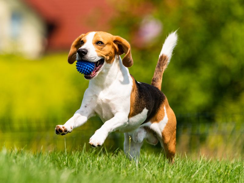 Urlaub mit Hund im Feriendorf Altes Land